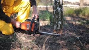 Best Tree Mulching  in Coalville, UT