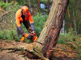 Best Tree Trimming and Pruning  in Coalville, UT