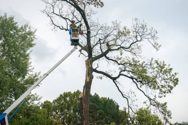 Reliable Coalville, UT Tree Removal Solutions